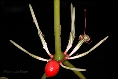 Helicanthes elastica